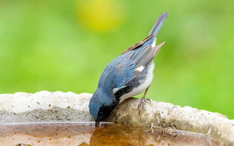点击大图看下一张：黑喉蓝林莺鸟类图片