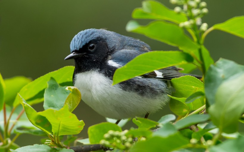 点击大图看下一张：黑喉蓝林莺鸟类图片