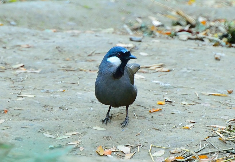 点击大图看下一张：黑喉噪鹛鸟类图片