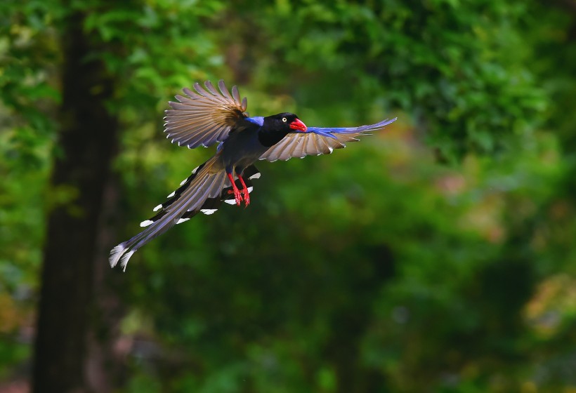 点击大图看下一张：飞翔的红嘴蓝鹊图片