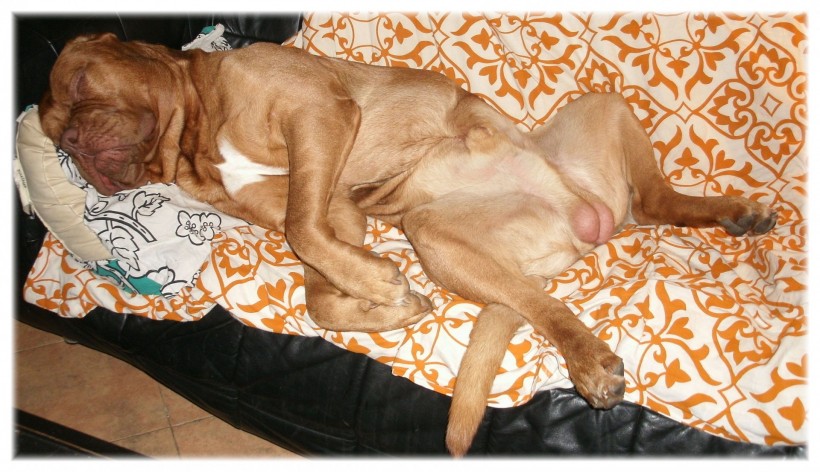 点击大图看下一张：在沙发上休息的波尔多犬图片