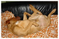 在沙发上休息的波尔多犬图片_7张