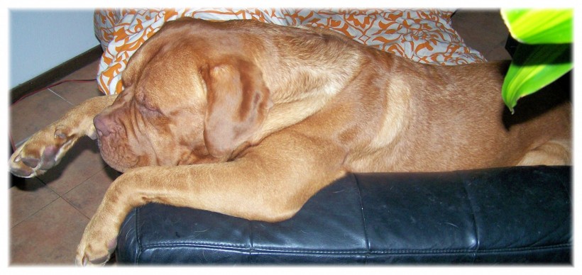 点击大图看下一张：在沙发上休息的波尔多犬图片