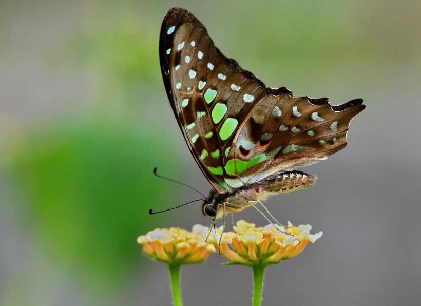 点击大图看下一张：忙碌的蝴蝶图片