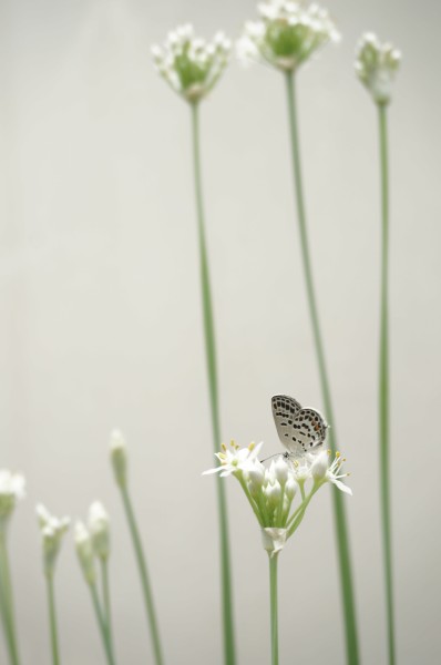 点击大图看下一张：清新自然的蝴蝶图片