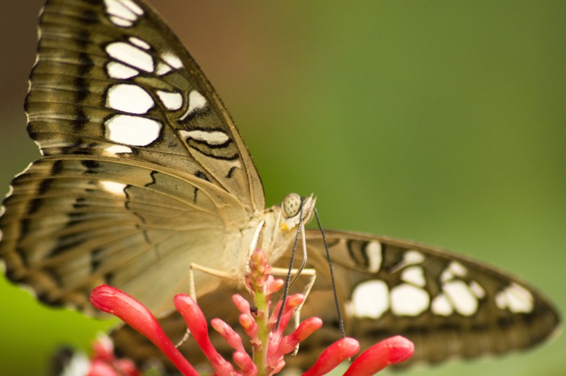 点击大图看下一张：漂亮的蝴蝶图片