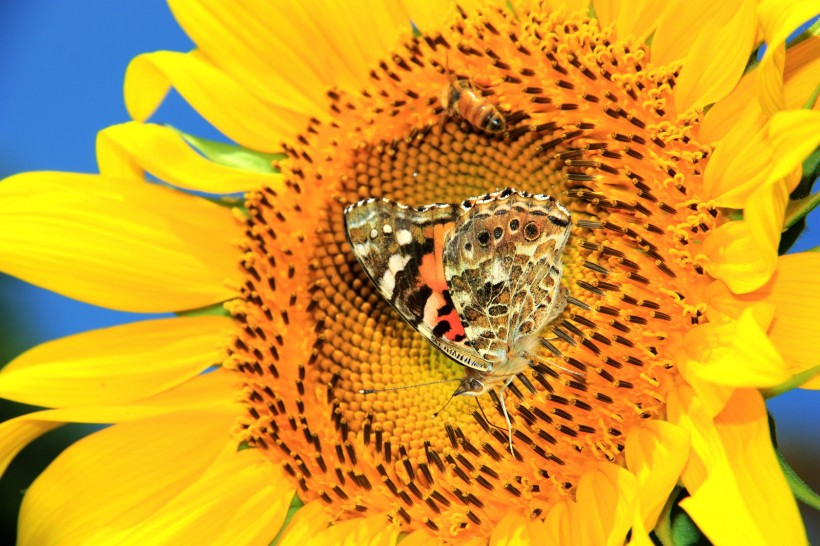 点击大图看下一张：追逐向日葵的蝴蝶图片