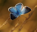 美丽的蝴蝶图片_11张