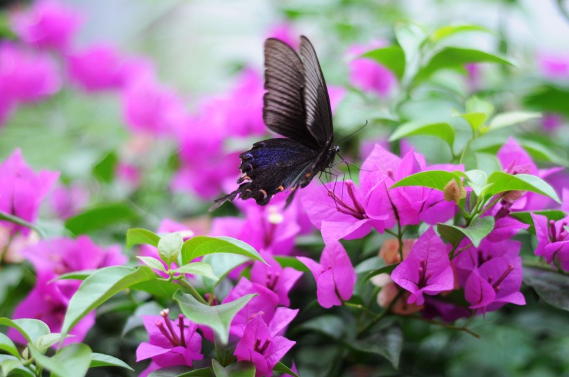 点击大图看下一张：清新自然的蝴蝶图片