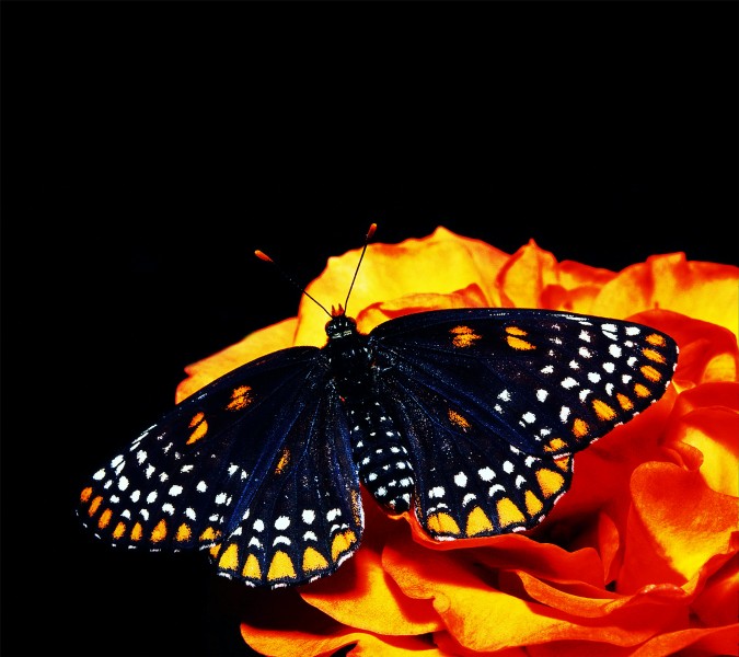 点击大图看下一张：美丽的蝴蝶图片