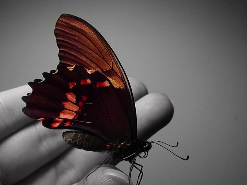点击大图看下一张：漂亮的蝴蝶图片