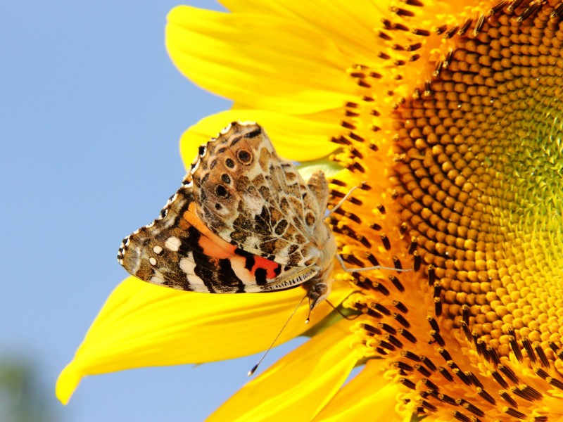 点击大图看下一张：追逐向日葵的蝴蝶图片