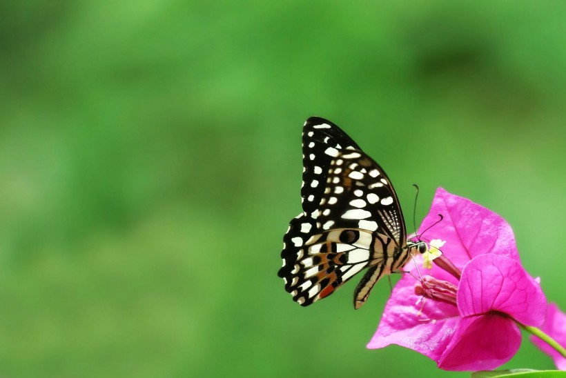 点击大图看下一张：恋花的蝴蝶图片