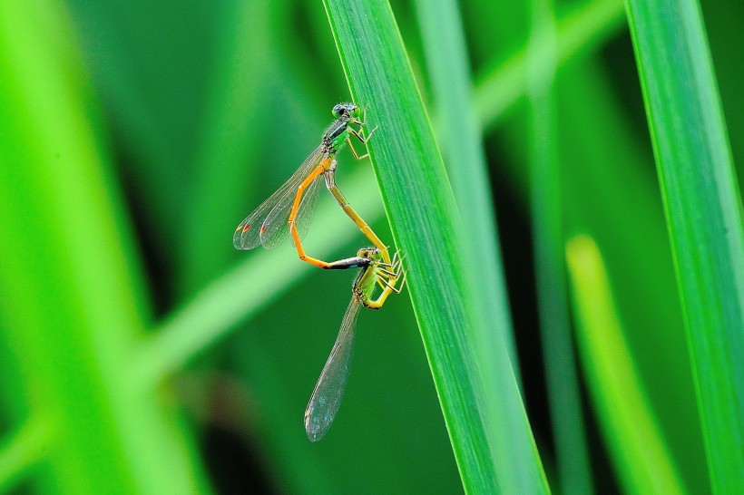 点击大图看下一张:豆娘图片