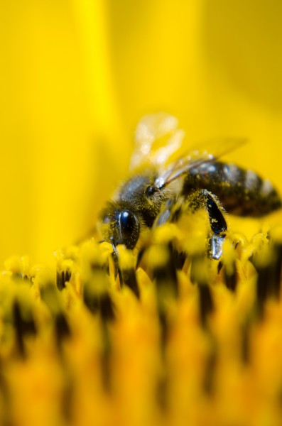 点击大图看下一张：采花粉的蜜蜂图片