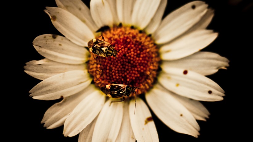点击大图看下一张：采花粉的蜜蜂图片