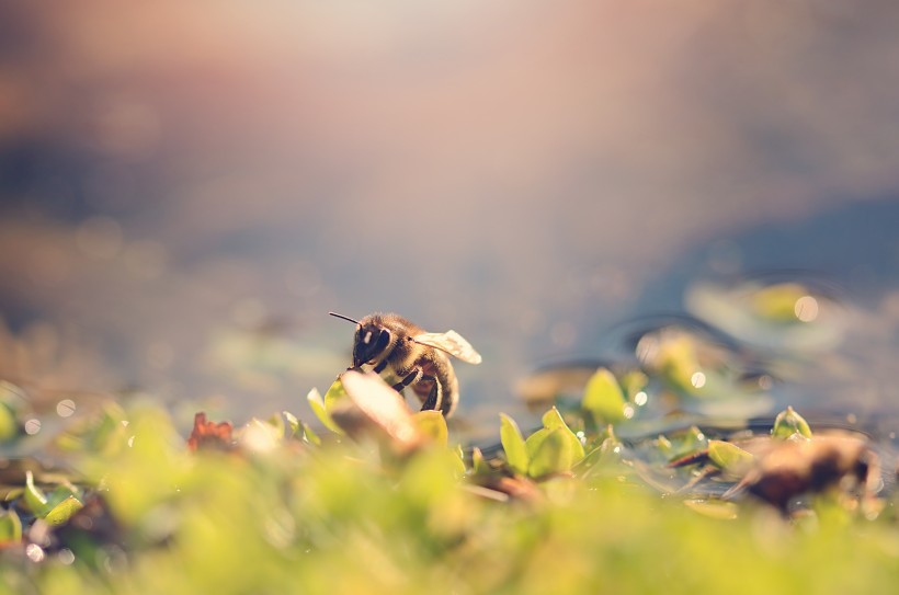 点击大图看下一张：采花蜜的蜜蜂图片