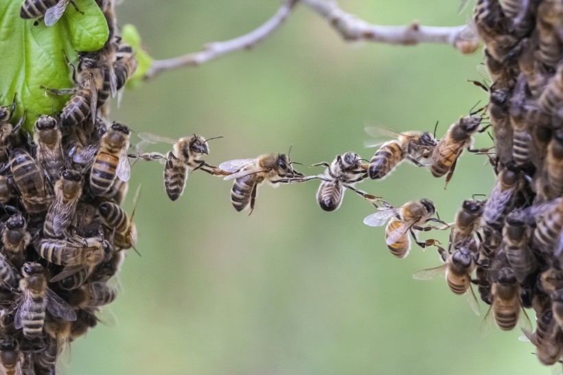 点击大图看下一张：采花蜜的蜜蜂图片