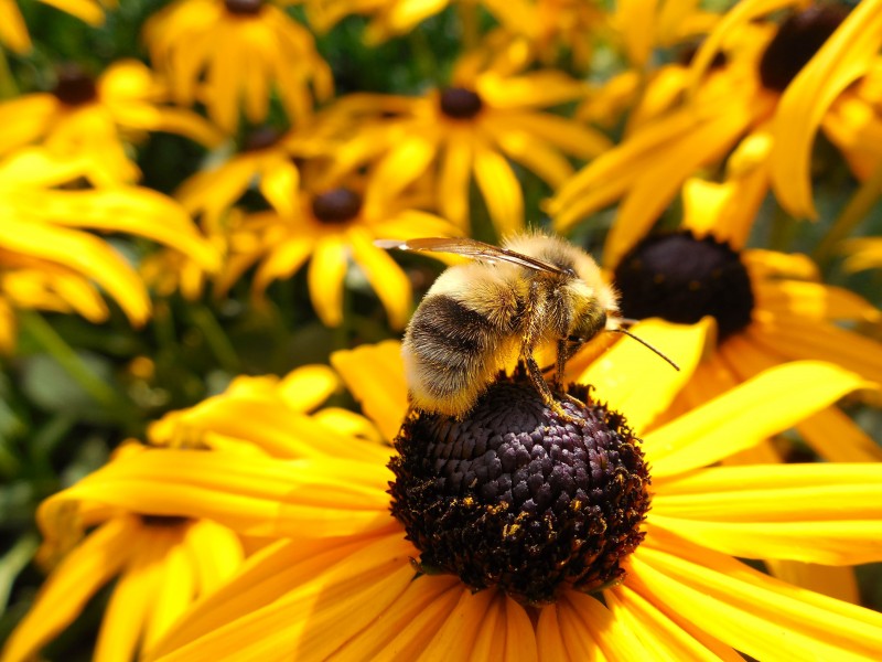 点击大图看下一张：采蜜的蜜蜂图片