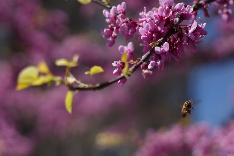 点击大图看下一张：采蜜的蜜蜂图片