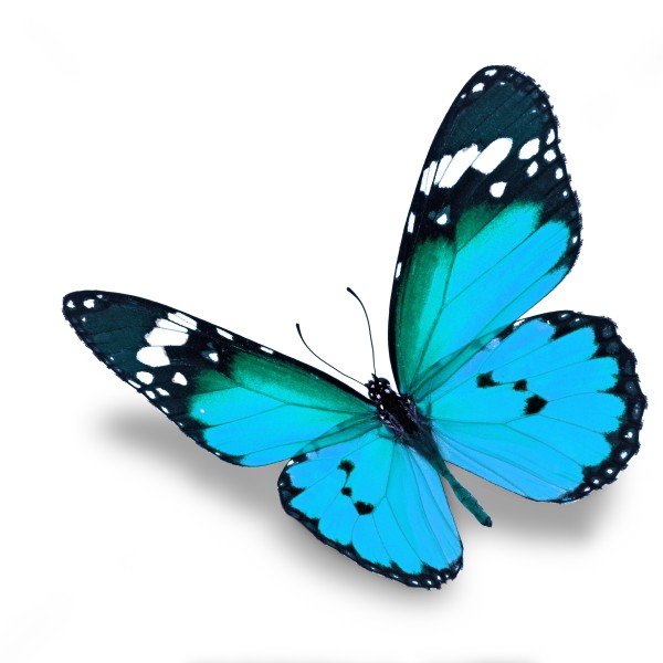 点击大图看下一张：漂亮彩色的蝴蝶图片
