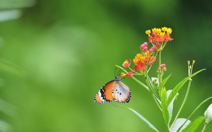 点击大图看下一张：彩色的蝴蝶图片