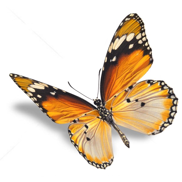 点击大图看下一张：漂亮彩色的蝴蝶图片