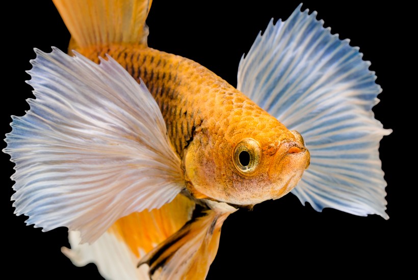 点击大图看下一张：彩色金鱼图片
