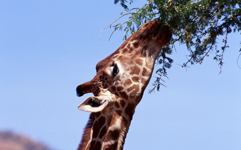 点击大图看下一张:长颈鹿图片