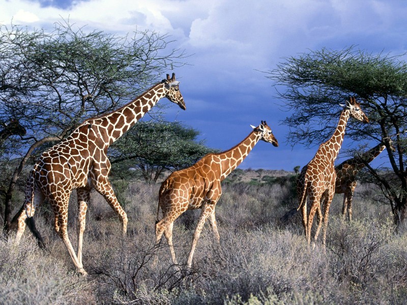 点击大图看下一张：长颈鹿图片