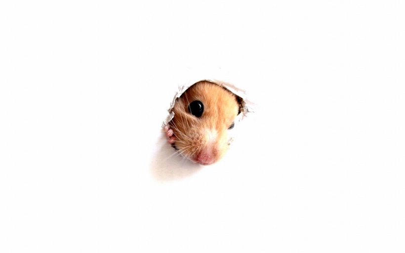 点击大图看下一张：超可爱超萌的小仓鼠图片