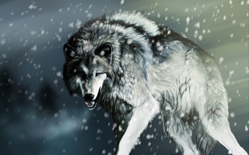 点击大图看下一张：凶猛的狼图片