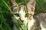 草丛里的猫咪图片_10张