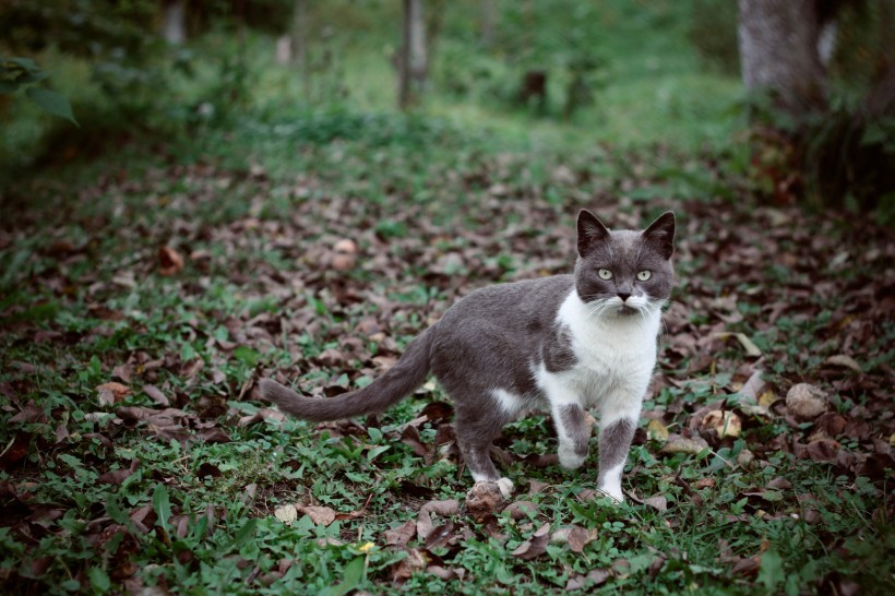 点击大图看下一张：草丛里的猫咪图片
