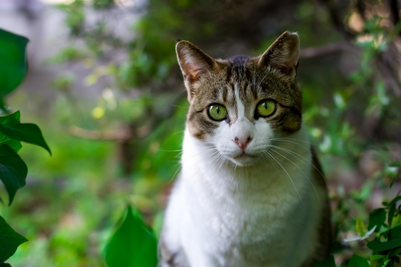 点击大图看下一张：草丛里的猫咪图片
