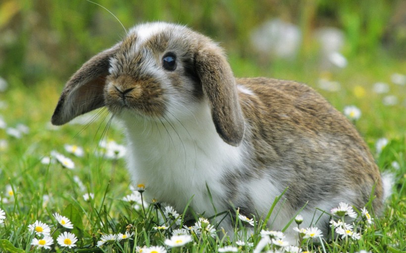 点击大图看下一张：草地里的小兔子图片