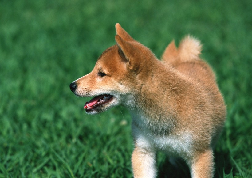 点击大图看下一张：草地玩耍狗狗图片