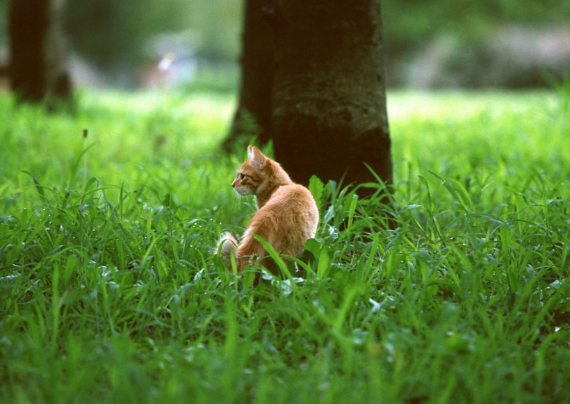 点击大图看下一张：草地玩耍猫咪图片