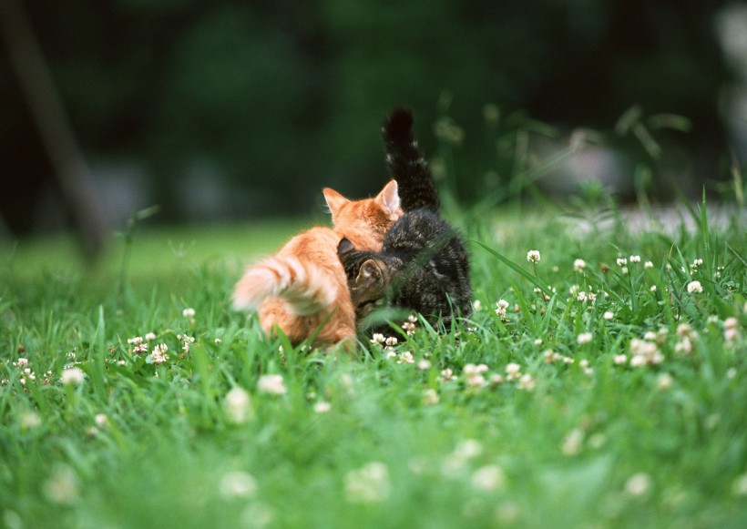 点击大图看下一张：草地玩耍猫咪图片