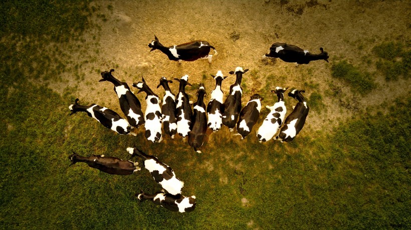 点击大图看下一张：草地上的可爱奶牛图片