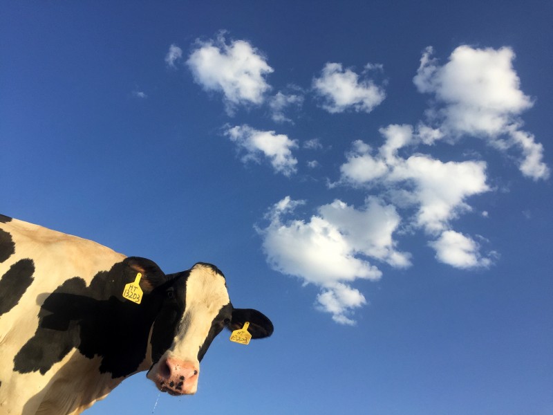 点击大图看下一张：草地上的可爱奶牛图片