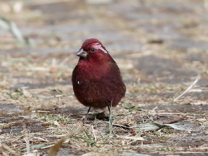 点击大图看下一张：酒红朱雀鸟类图片