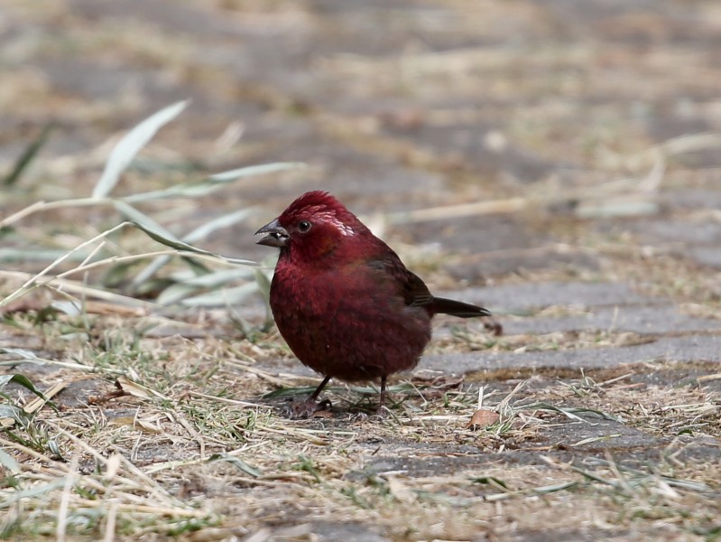 点击大图看下一张：酒红朱雀鸟类图片