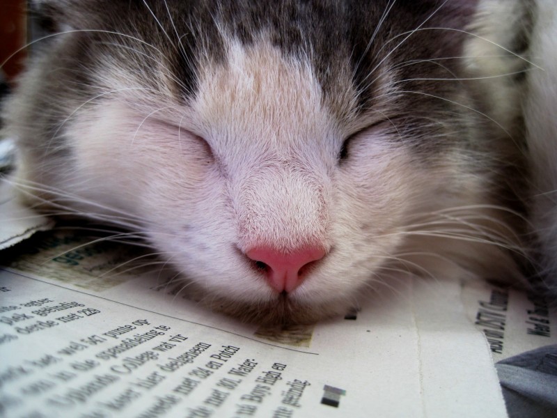 点击大图看下一张：正在睡觉的猫图片