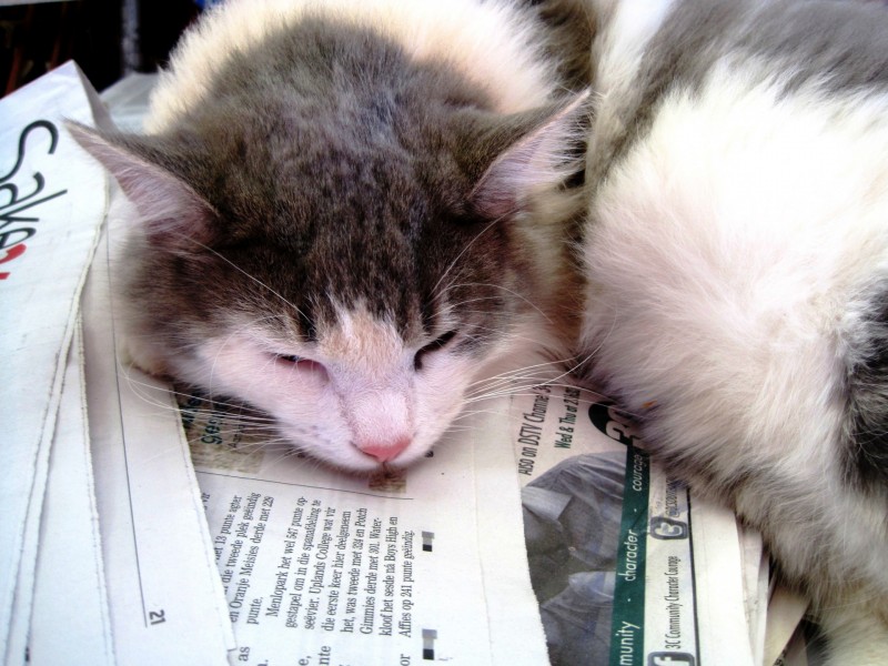 点击大图看下一张：正在睡觉的猫图片