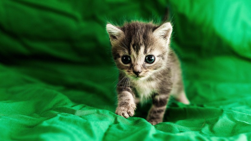 点击大图看下一张：超萌小奶猫图片