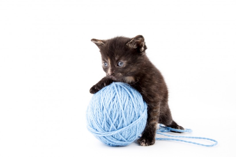 点击大图看下一张：玩毛线团的猫咪图片