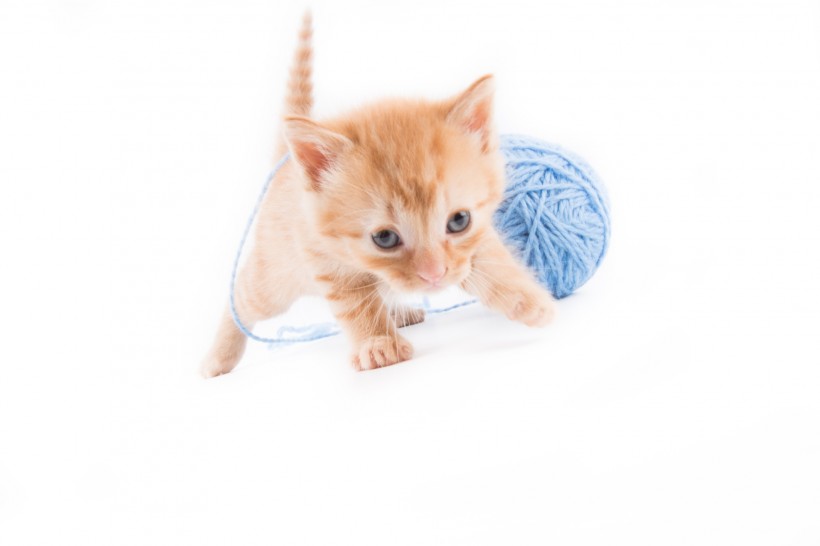点击大图看下一张：玩毛线团的猫咪图片
