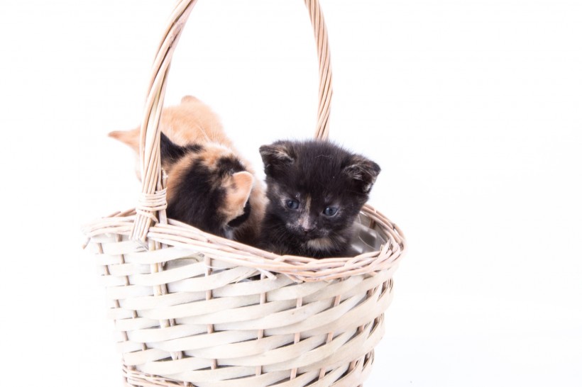 点击大图看下一张：竹篮里的猫咪图片