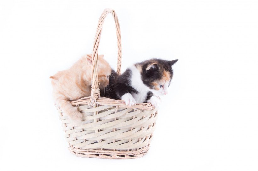 点击大图看下一张：竹篮里的猫咪图片